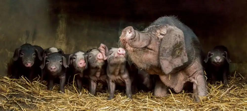 Bosch, den Gert: The wrinkled ones