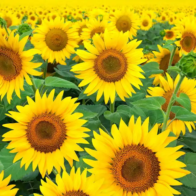 Neznámý: Kvetoucí pole slunečnic