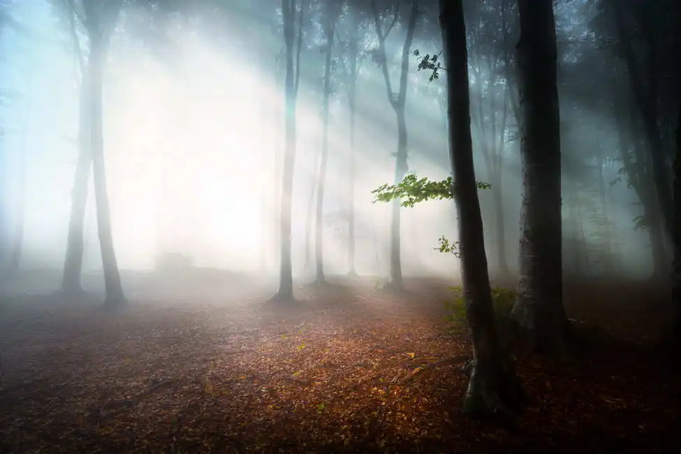 Neznámý: Mlhavý les