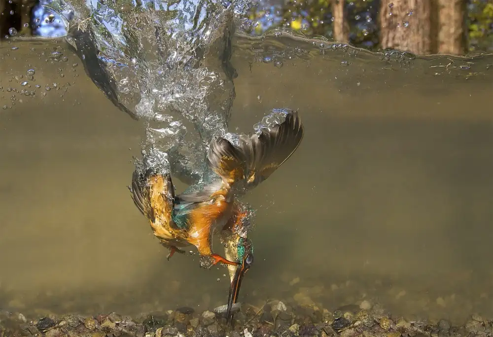 Redaelli, Marco: Flying underwater