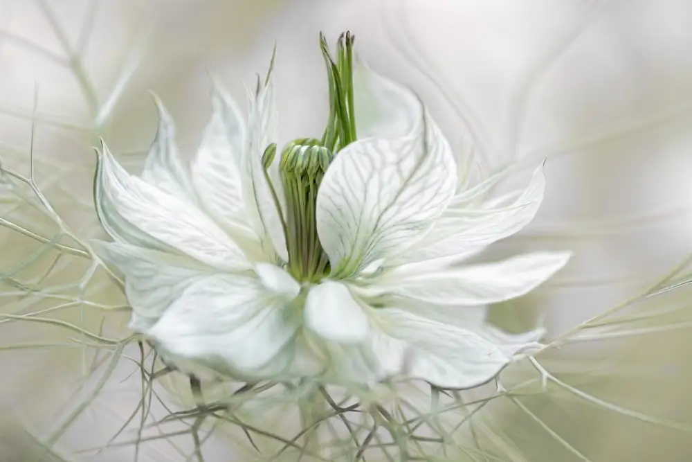 Disher, Mandy: Nigelle