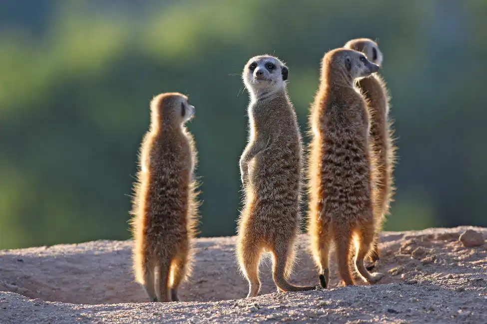 Unknown: Meerkats