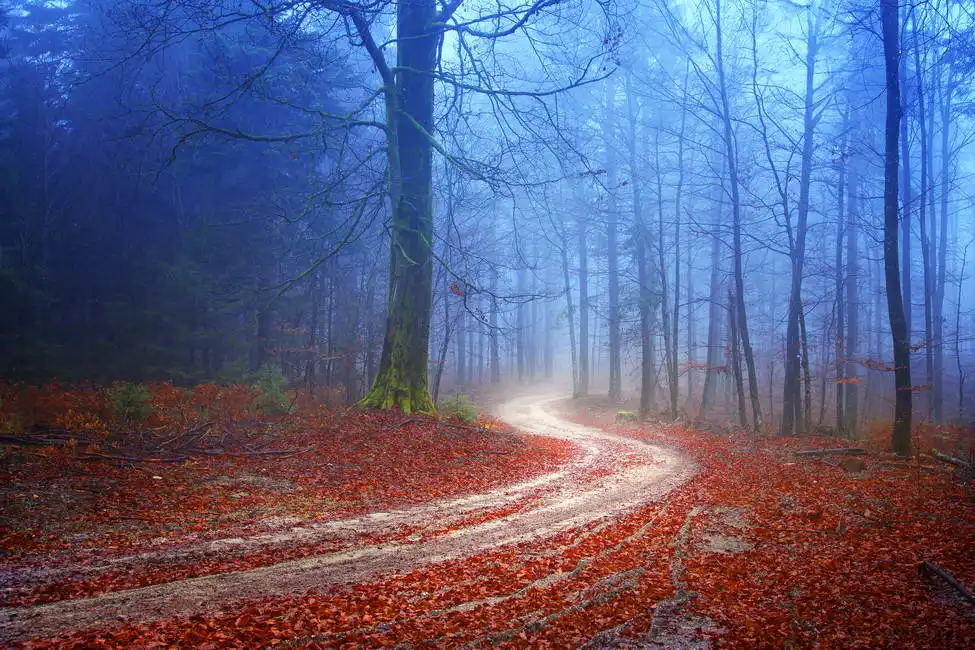 Unknown: Forêt mystérieuse d