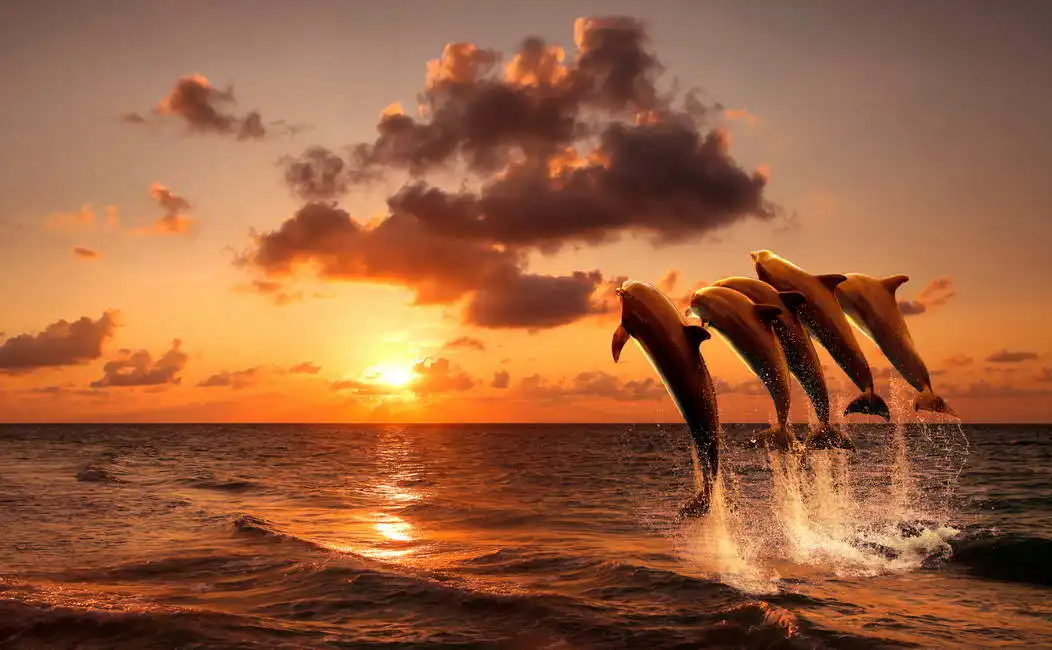 Neznámý: Delfíni ve skoku