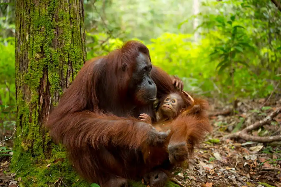 Neznámý: Orangutan v džungli Bornea, Indonésie