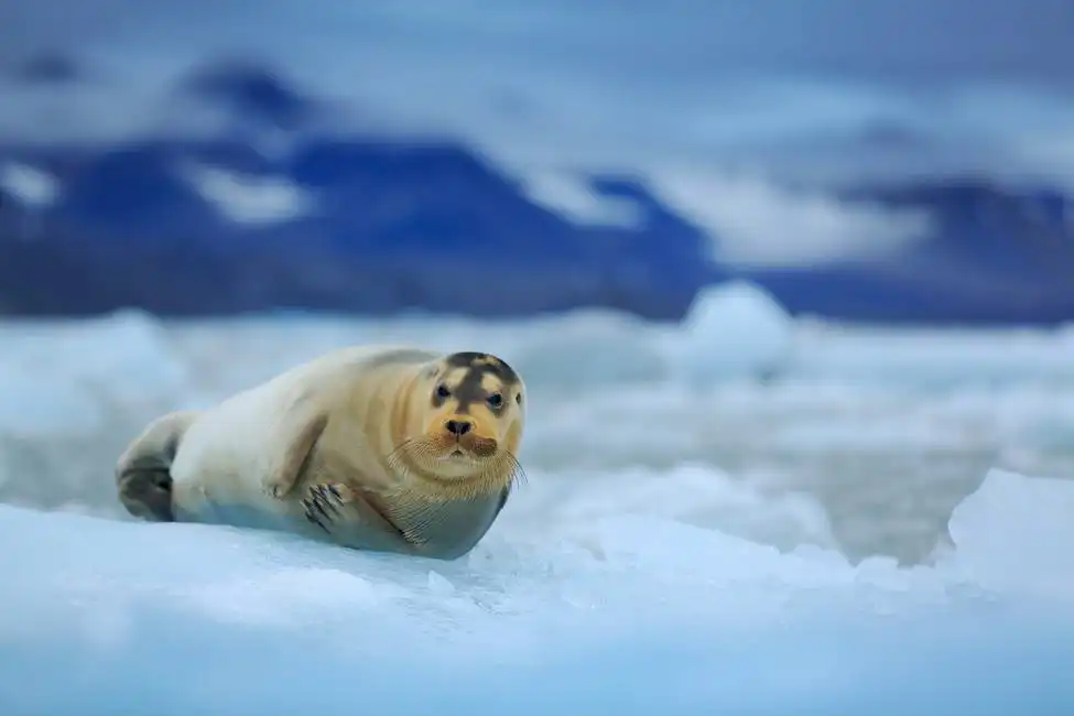 Unknown: Lying bearded seal
