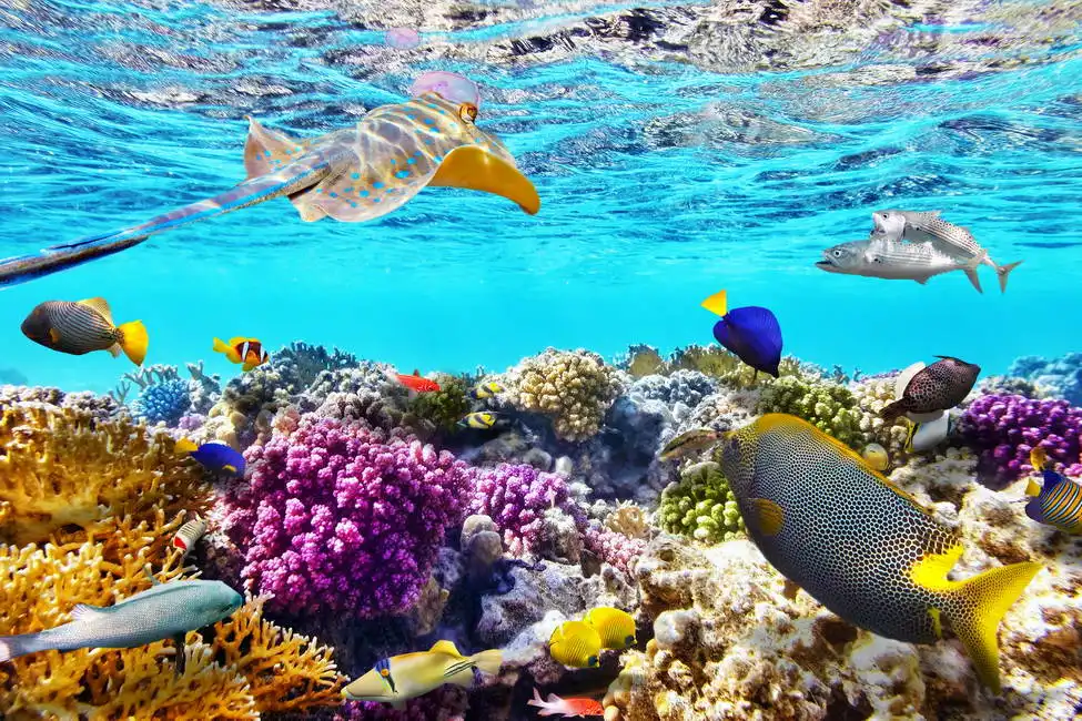 Neznámý: Úžasný podmořský svět s korály
