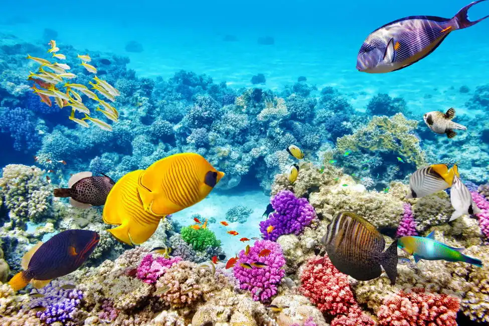 Neznámý: Podmořský svět s korály a tropickými rybami