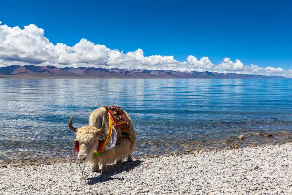 Neznámý: Jak stojící na břehu jezera Namtso, Tibet