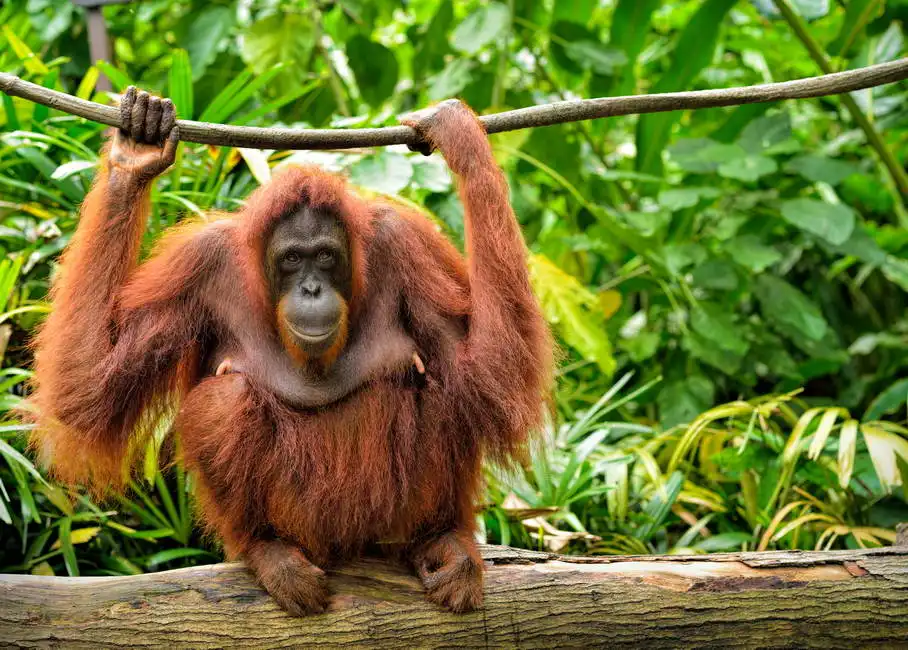 Unknown: Orangutan