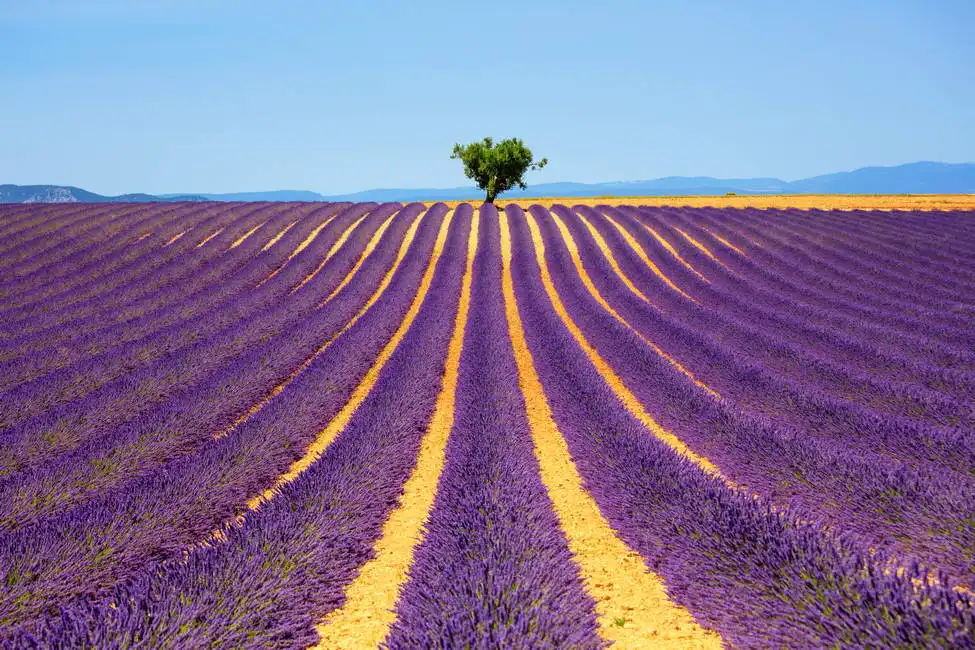 Unknown: Lavande, champ en fleurs
