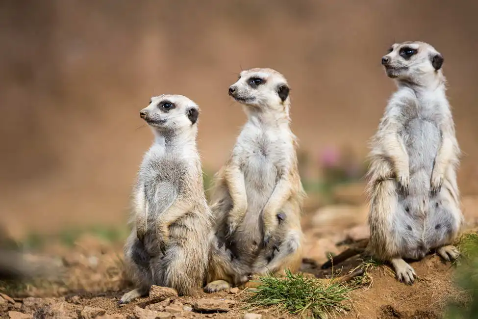 Neznámý: Bdělé surikaty na stráži