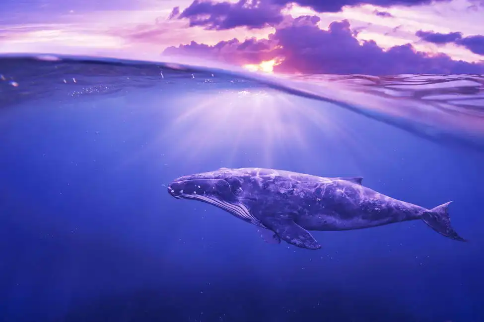 Neznámý: Velryba