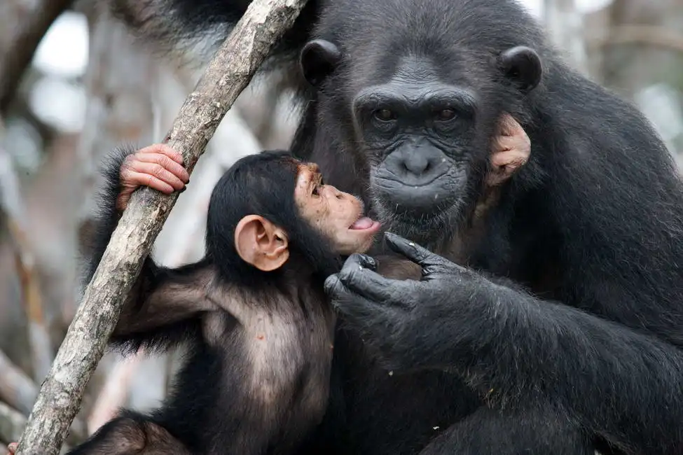 Unknown: Chimpanzee female with young