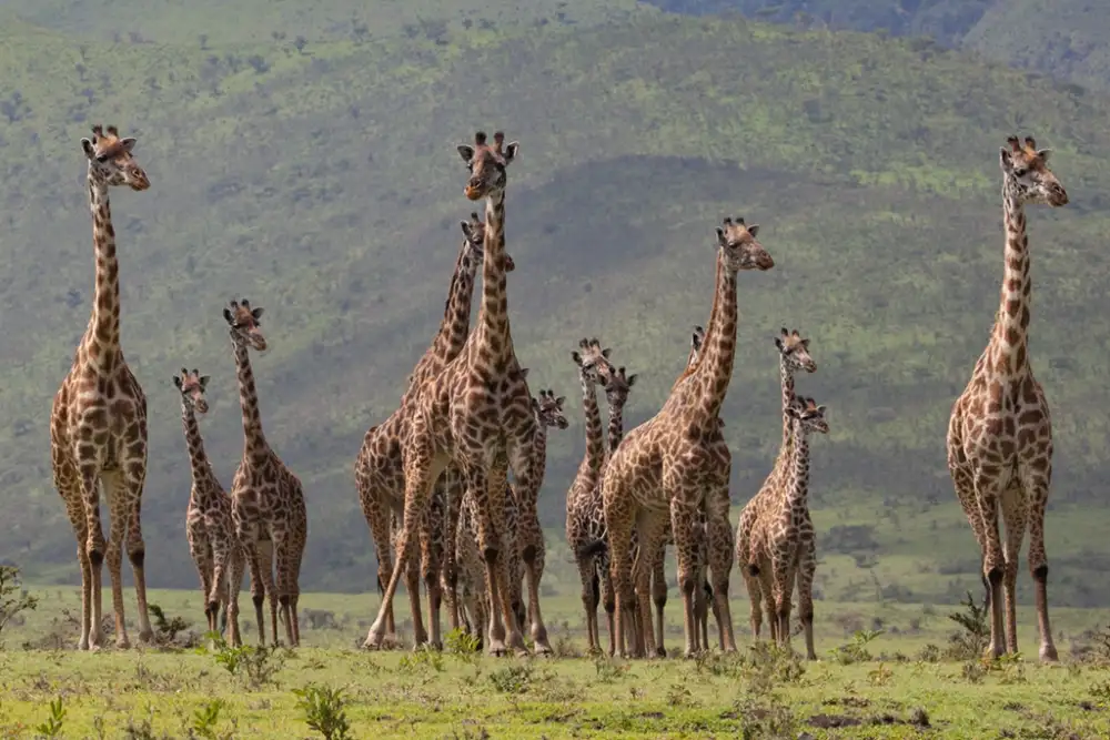 Thalin, Bee: Famille de girafe