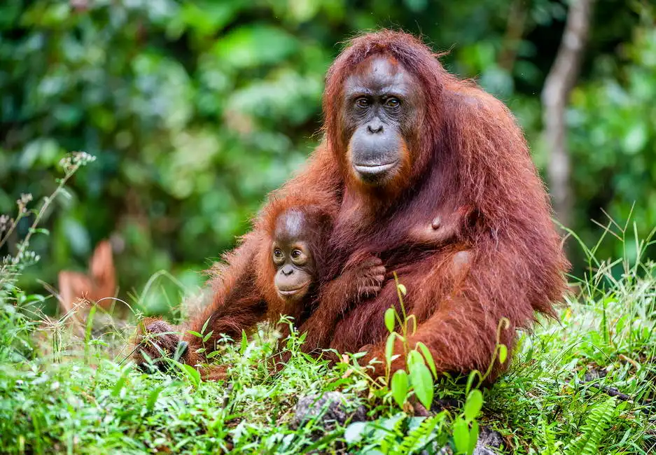 Unknown: Orangutan female with young, Borneo