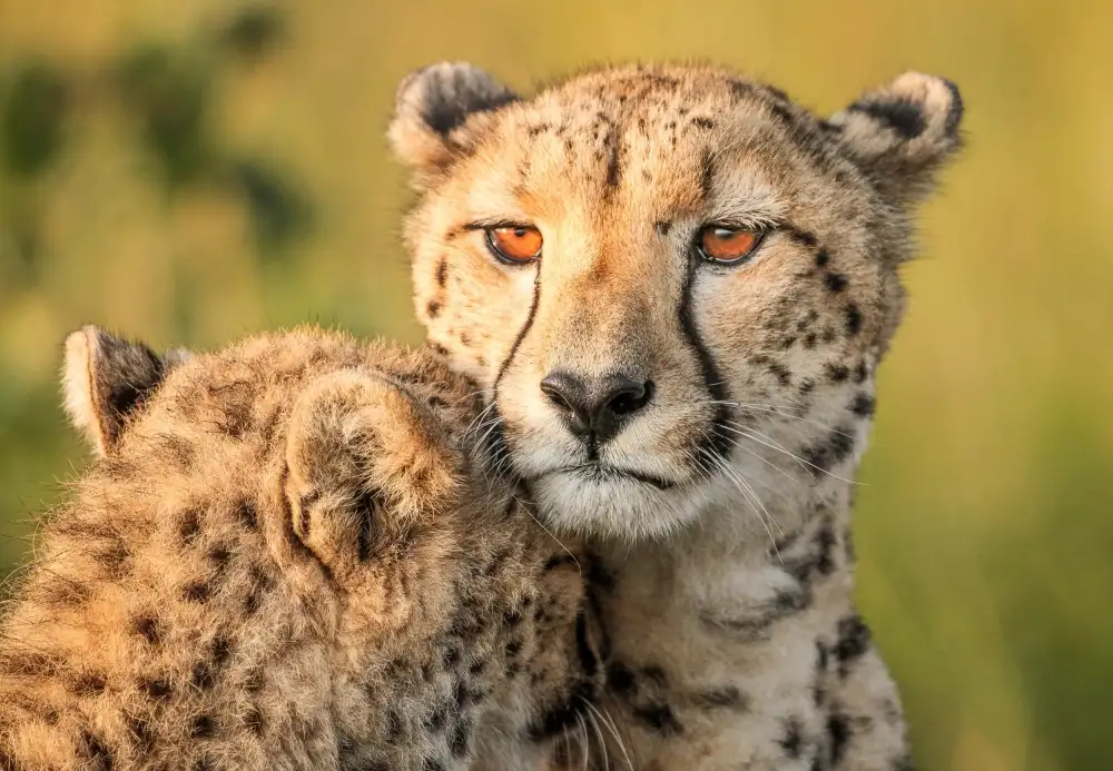 Marx, Jaco: Cheetah eyes