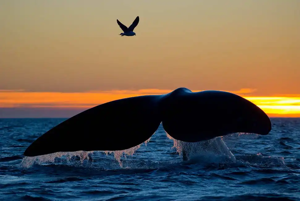 Neznámý: Velryba