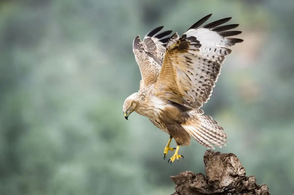 Amer, Eyal: Buteo rufinus