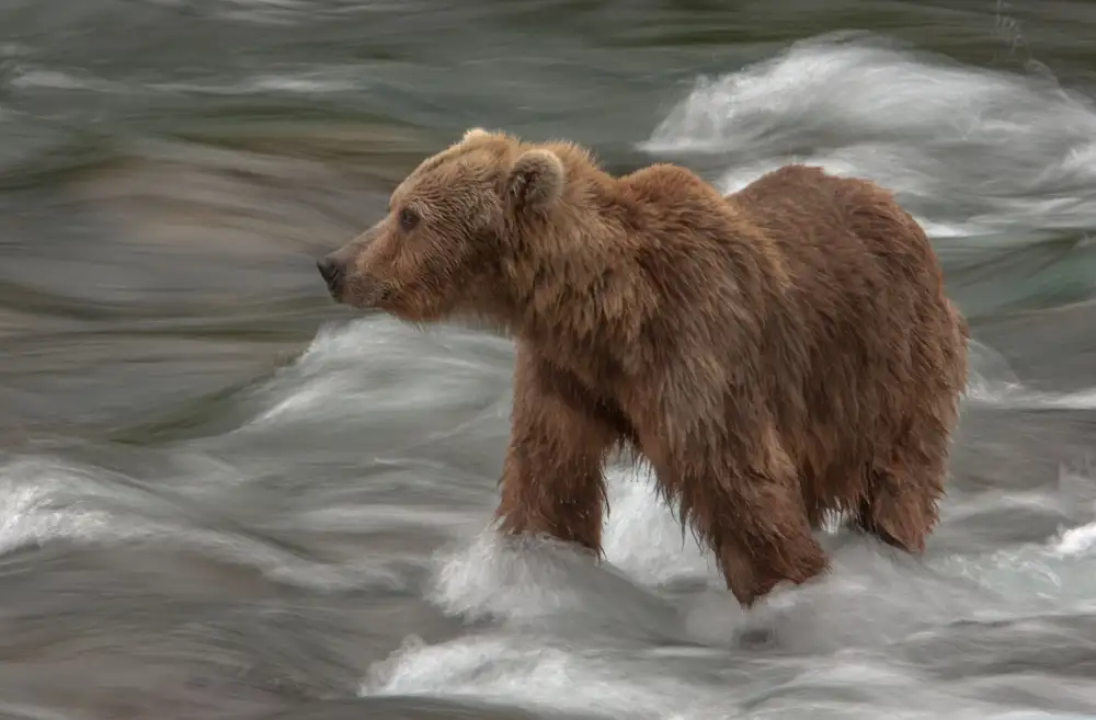 Kalathas, Nick: Wading for Salmon
