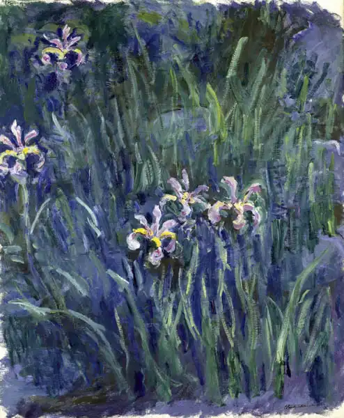 Monet, Claude: Kosatce