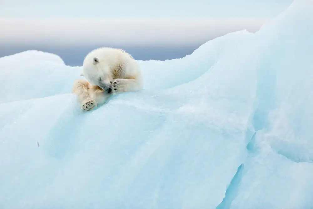 Raga, Gil Joan: Polar Bear Grooming
