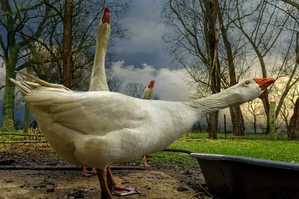 Flour, Piet: los 3 gansos