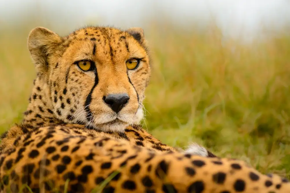 Guijt, Richard: Cheetah stare
