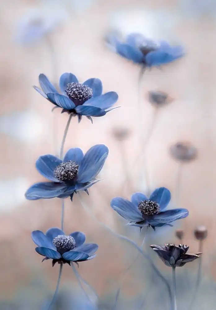 Disher, Mandy: azul cosmos