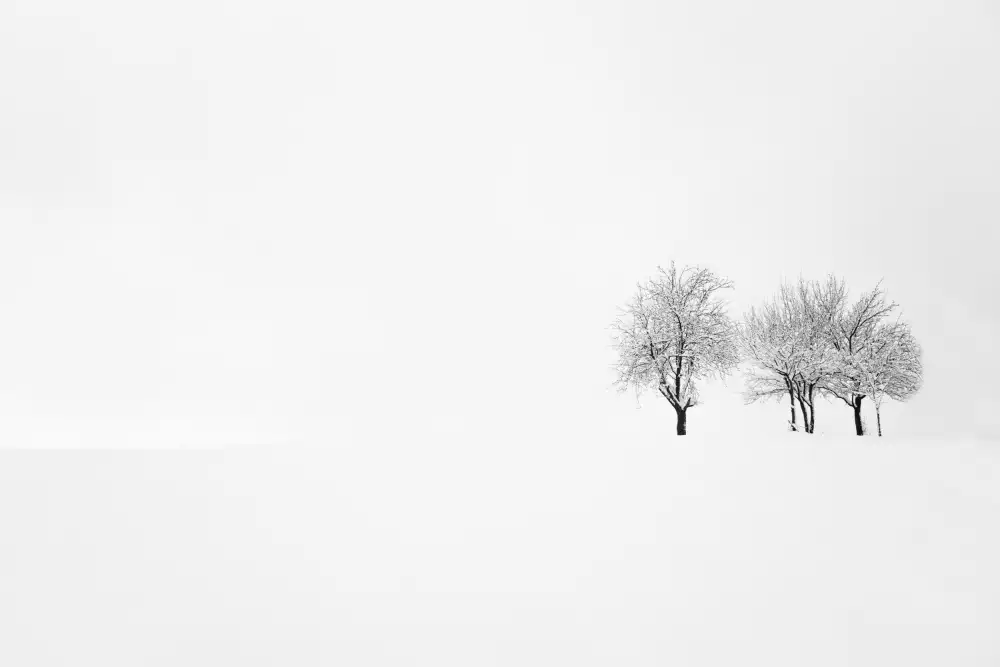 Bajrich, Amir: tree and silence