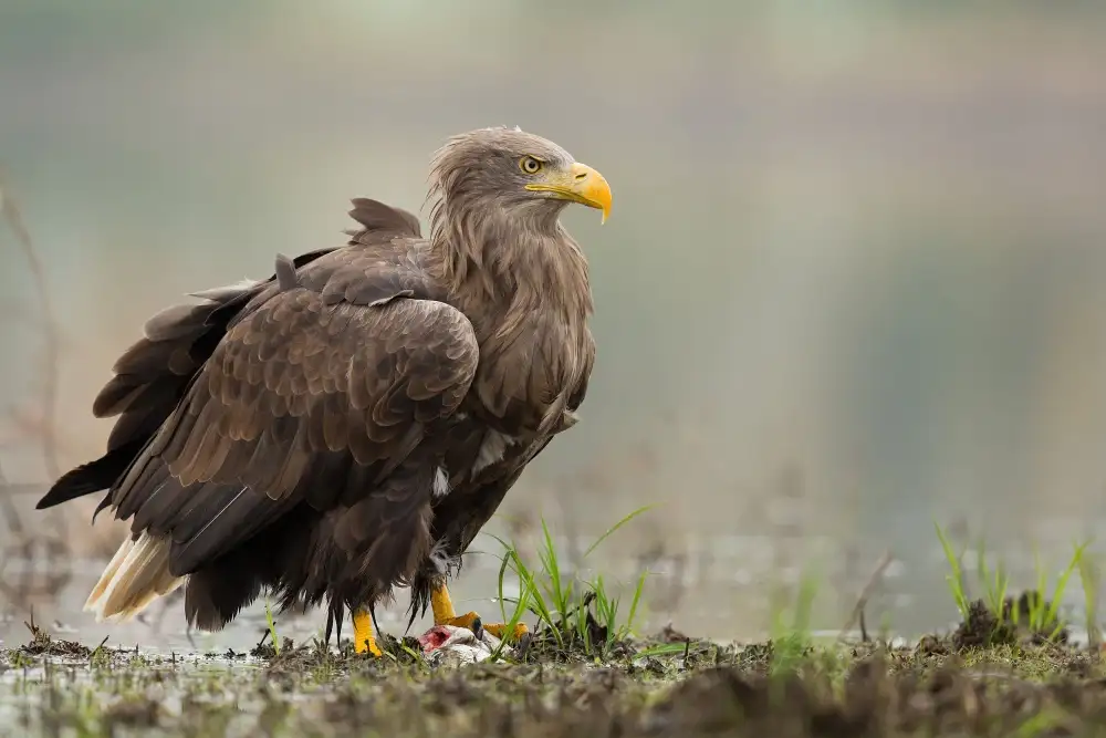 Zygmunt, Milan: Seeadler