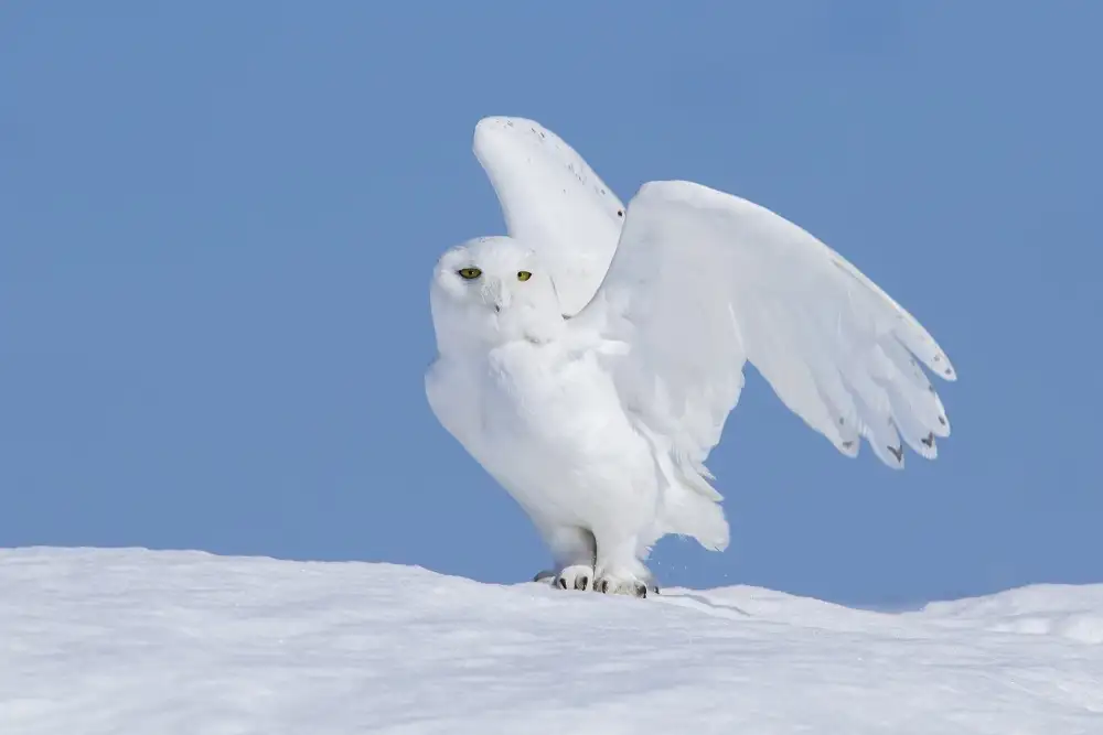 Costina, Mircea: The Winter Phantom