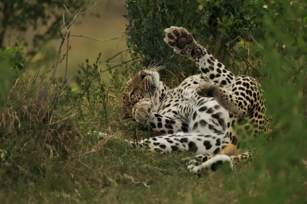 Mei, Massimo: Un leopardo nel Triangolo di Mara