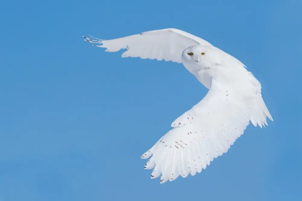 Costina, Mircea: Hunting Snowy Owl