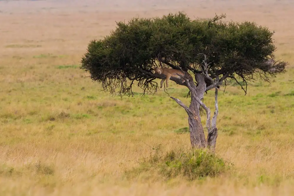 Alnaser, Mohammed: Tree Dream