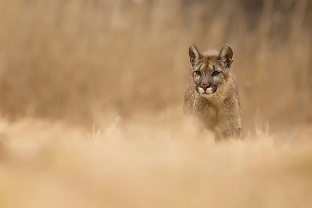 Zygmunt, Milan: Puma