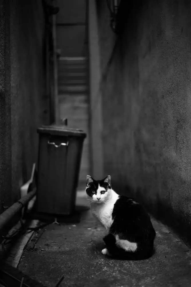 tomorca: Secret alley