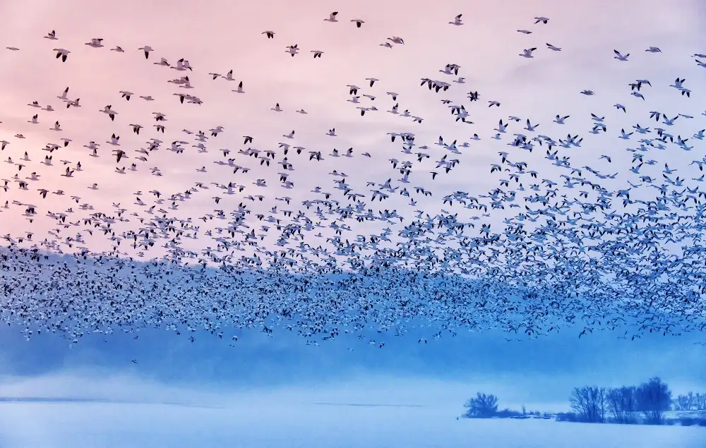 Li, Rob: Flying in the fogging morning