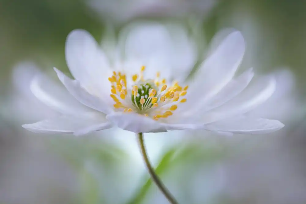 Disher, Mandy: Nemorosa Nirvana