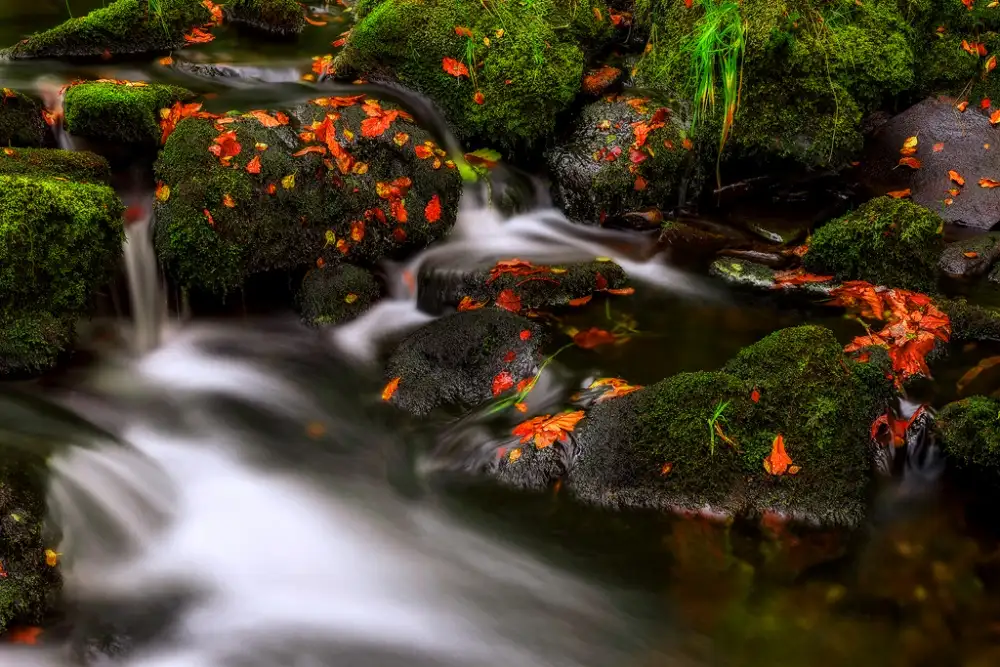 Pancareken, Yavuz: Autumn Melodies