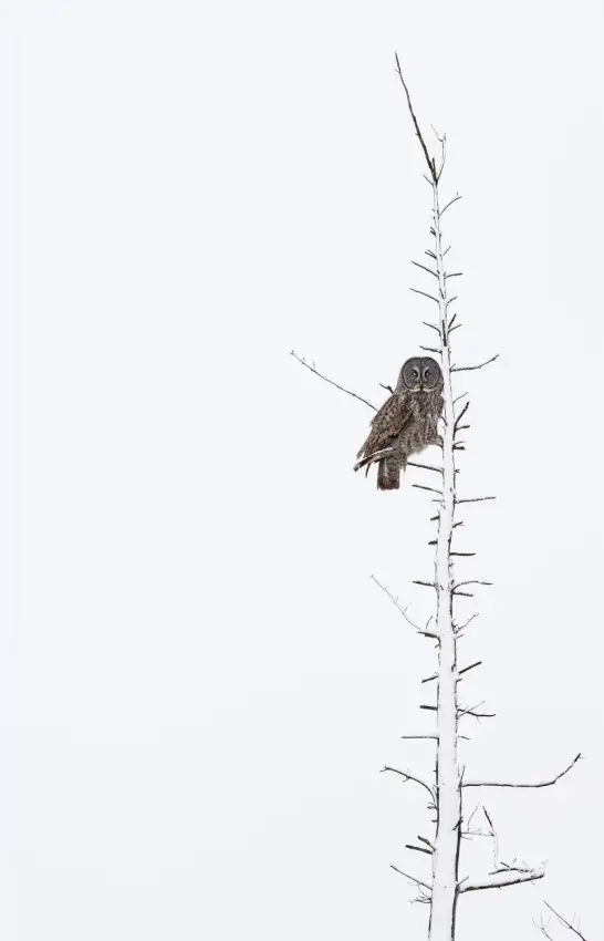 Costina, Mircea: The Grey Hunter on White