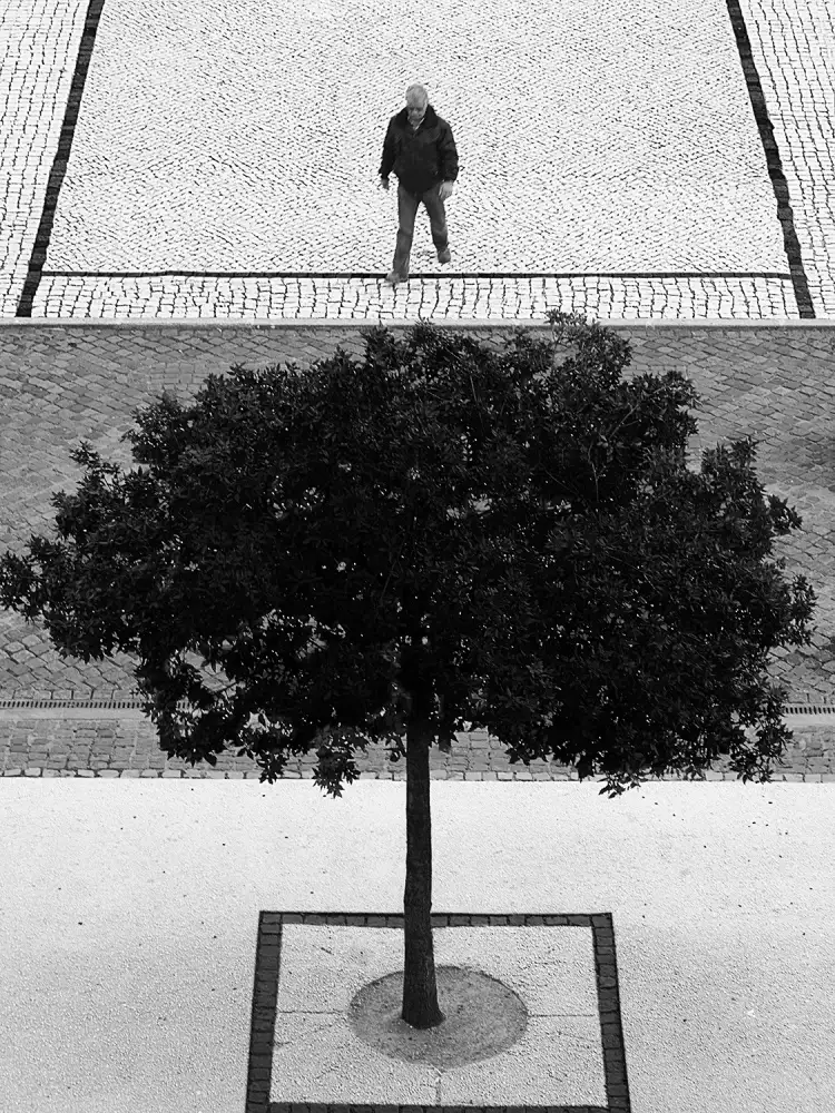 Abrantes, Paulo: Due alberi d'argento