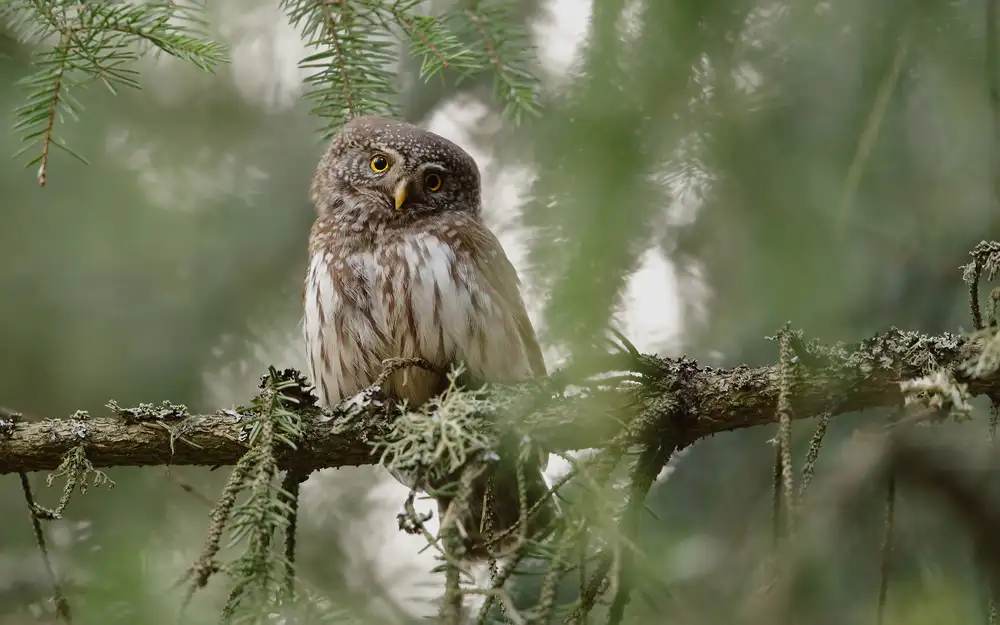 Gavra, Assaf: Pygmy Owl