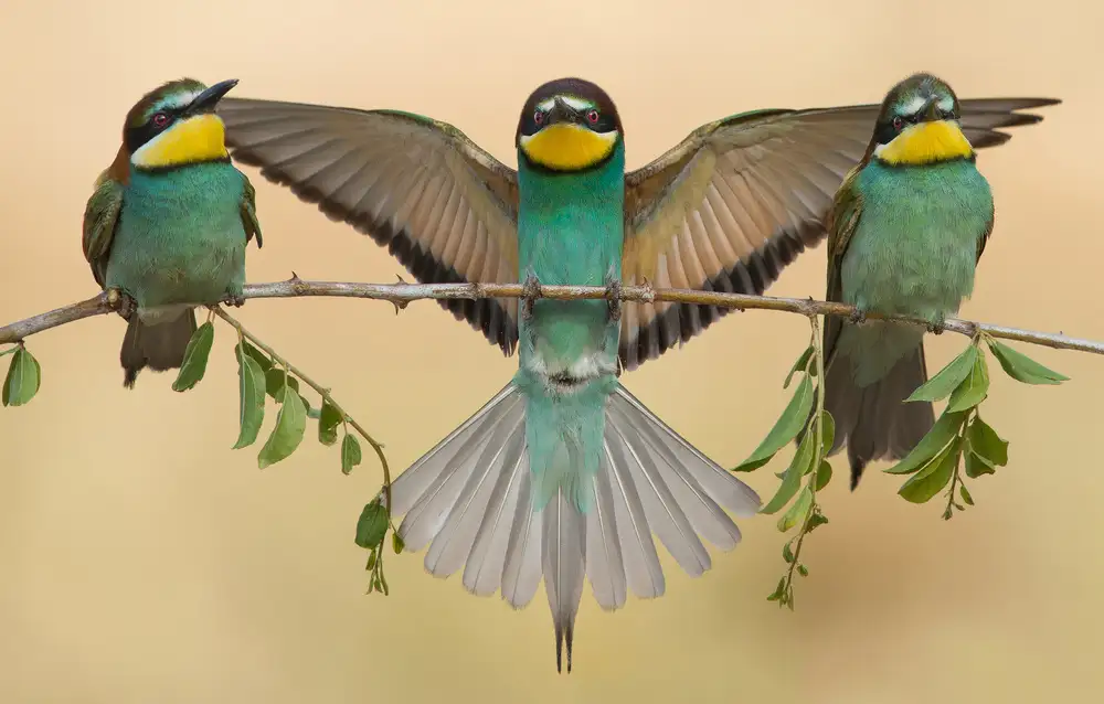 Sagie, Eliran: Bee-eaters trio
