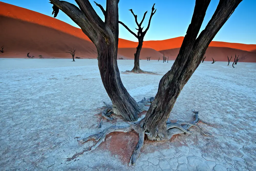 Cole, Trevor: Árboles centenarios en Vlei