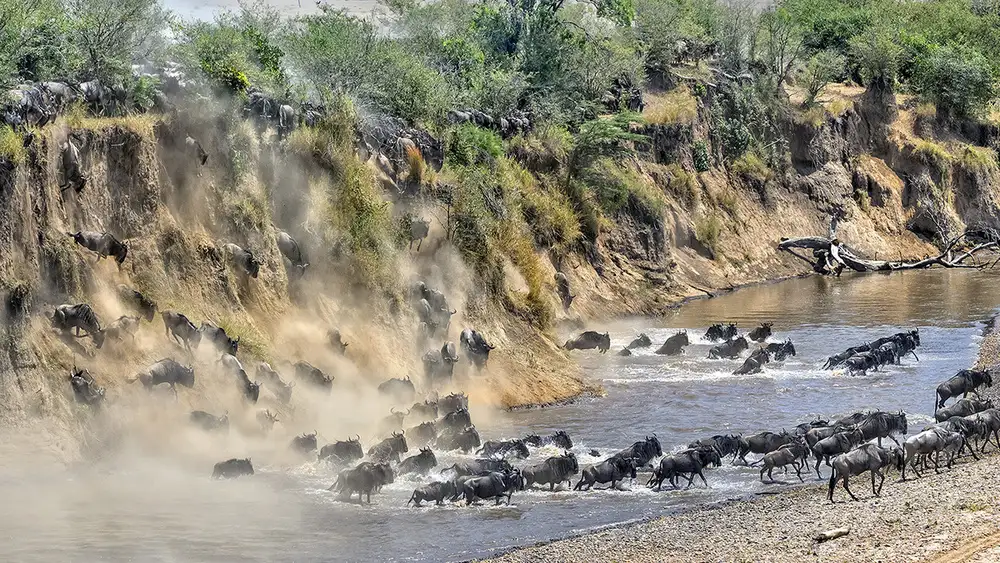 Zhu, Hua: Great Migration