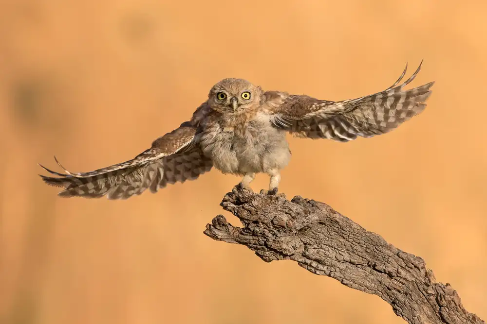 Eichelberg, Amnon: Mastro owl