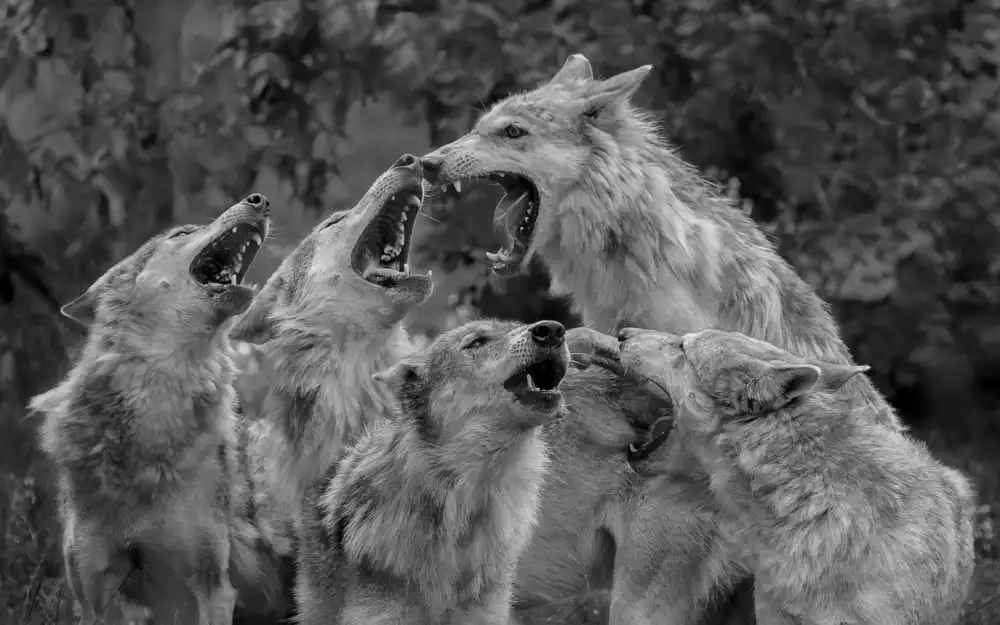 Graf, Sebastian: Howling Corp. III