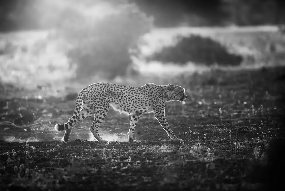 Marx, Jaco: Backlit Cheetah