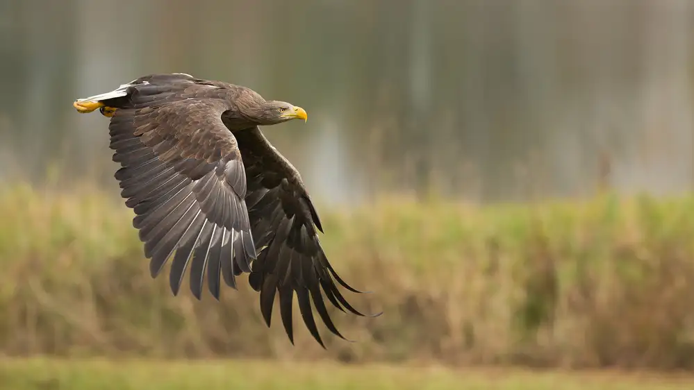 Zygmunt, Milan: Seeadler